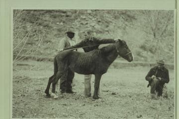 Eddie McKee measuring wild horse.  Photo 489 of Expedition to So-Called "Canyon of Little Horses."