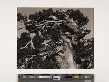 Juniper, Tenaya Lake