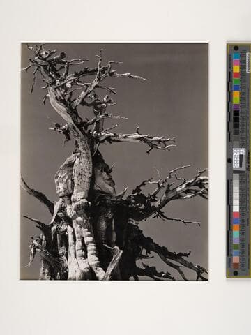 Juniper, Tenaya Lake, Sierra Nevada