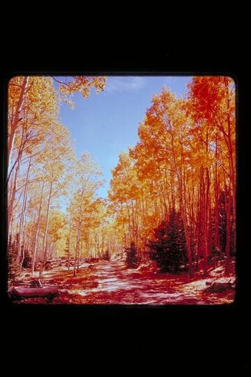 Fall foliage; upper Water pocket