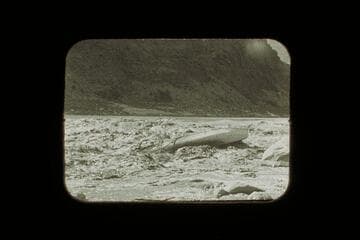 Wreck of the Powell; Dubendorff Rapid