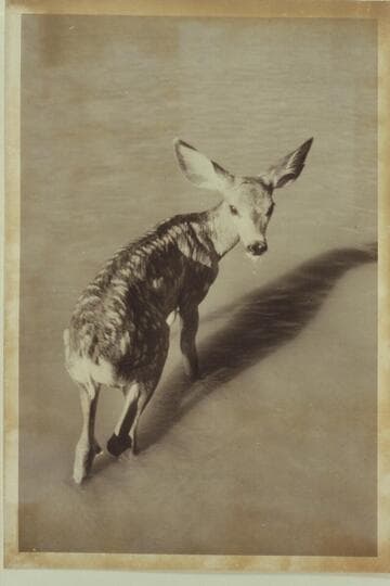 Fawn at edge of river in Desolation Canyon, Mile 96-97