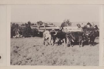 Boat and freight being hauled by ox teams from Flagstaff to Lees Ferry