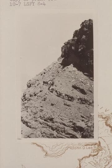 Pack string of the Spencer operations climbing the old trail out from Lees Ferry on the north side