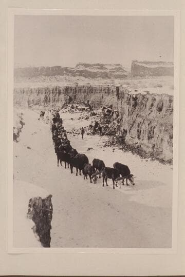 Charles H. Spencer's ox team in wash near Kayenta hauling mining equipment and supplies to the camp on the San Juan River