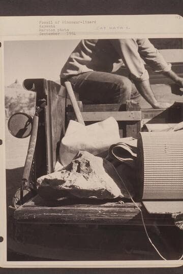 Fossil of Dinosaur-lizard.  Kayenta