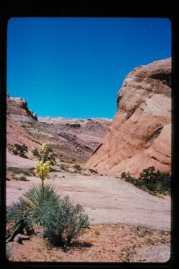 Up into canyon of Waterpocket Fold from jeep road