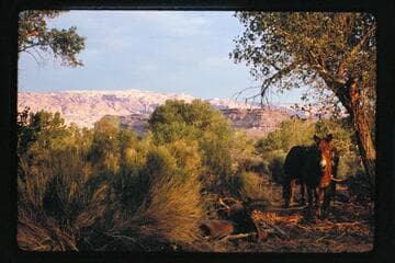 Morning light on waterpocket Fold from Halls Creek near airstrip