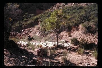 Sheep in Surprise Valley