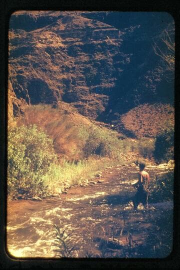 Rod fishes Tapeats C