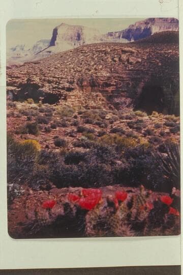 Geike Peak in background; Turquoise Canyon in middle distance.  Flowering cactus