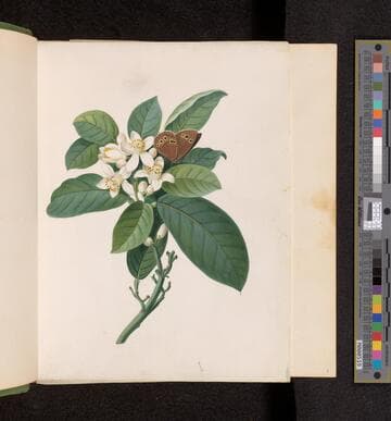 Lady Elizabeth Parker Fane botanical album 1765-1767