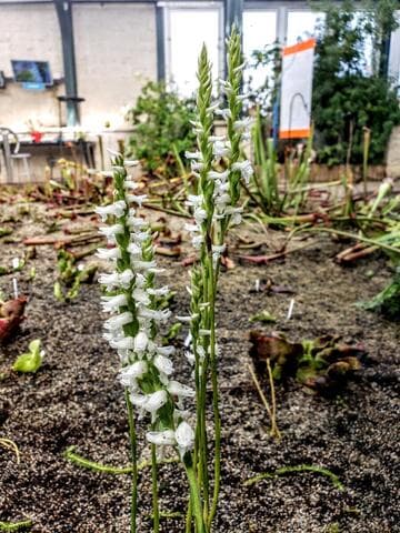 Spiranthes odorata