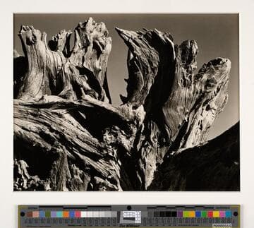 Stump - Crescent Beach