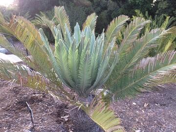Encephalartos laevifolius