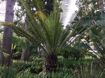 Encephalartos whitelockii