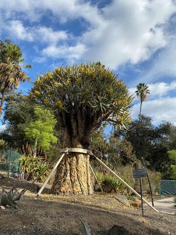 Aloe dichotoma