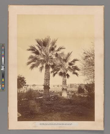 [Twin Palms, San Gabriel Valley, Los Angeles County]
