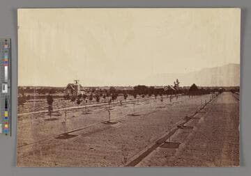 [Dobbins Orchard and Residence, Showing Method of Irrigation, San Gabriel Valley, Los Angeles County]