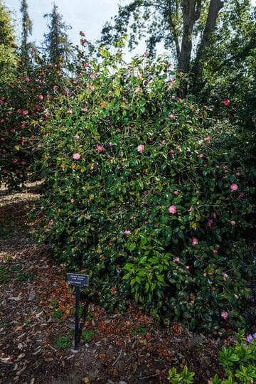 Camellia japonica 'Little Michael'