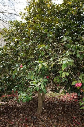 Camellia japonica 'Mrs. Goodwin Knight'