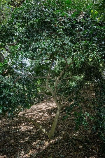 Camellia x vernalis 'Ginryu' (Silver Dragon)