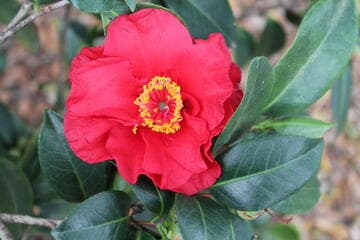 Camellia japonica 'Bob Hope'