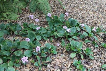Bergenia cordifolia