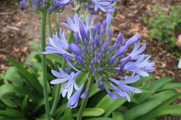 Agapanthus [Deja] = 'Sky Blue'