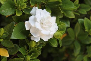 Gardenia jasminoides 'Veitchii'