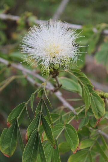 Calliandra haematocephala