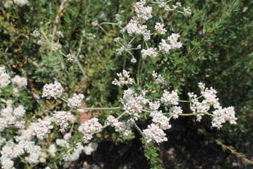 Eriogonum fasciculatum
