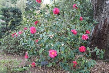 Camellia reticulata 'Dataohong'