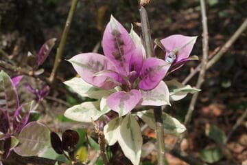 Solandra longiflora