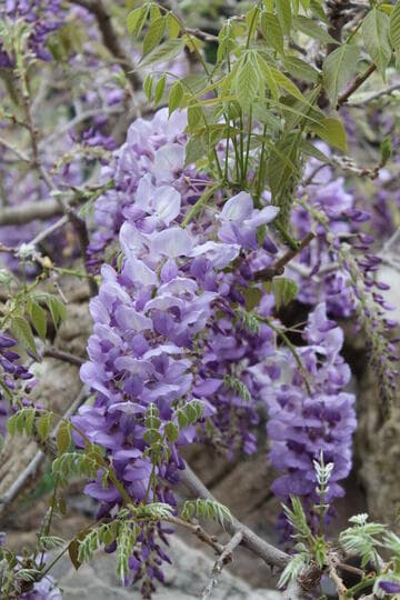 Wisteria sinensis 'Cooke's Special'
