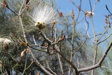 Pseudobombax ellipticum