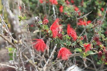 Calliandra californica