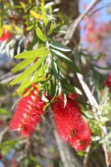 Callistemon viminalis 'Balboa'