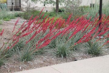 Hesperaloe parviflora [Brakelights] = 'Perpa'