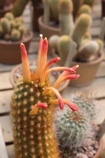 Borzicactus icosagonus ssp. humboldtii