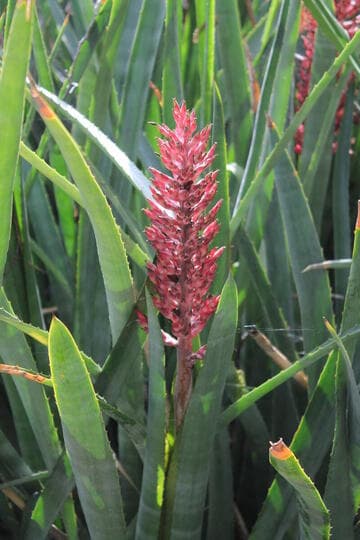 Aechmea distichantha (open hybrid)