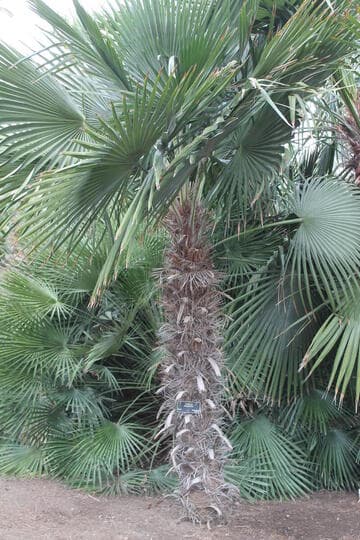 Trithrinax brasiliensis