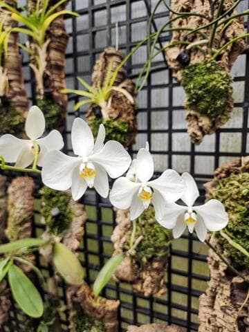Phalaenopsis amabilis