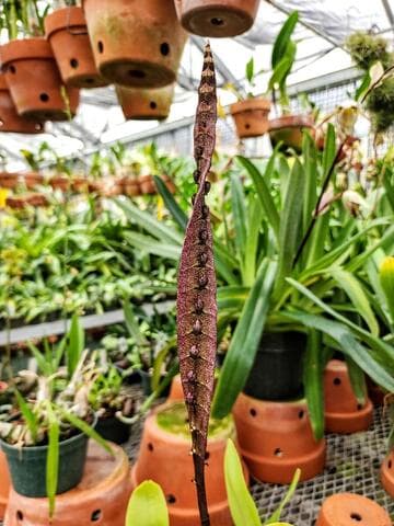Bulbophyllum purpureorachis