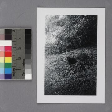 Nicolas Copernicus, Edwin Powell Hubble's cat, in the garden at the Hubble's home in San Marino, Calif