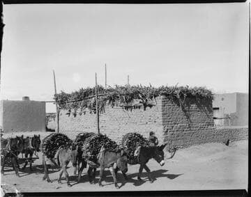 Santa Fe, donkeys with large loads