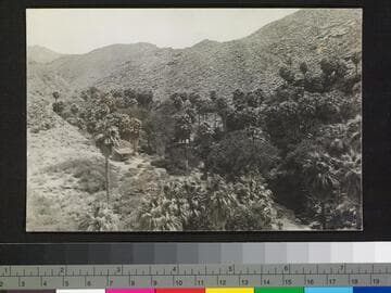 Palm Canyon. [Variant]