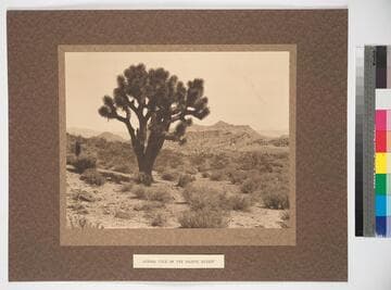 The Mojave Desert, Inyo County, California