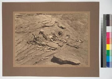 The evidence of a tragedy discovered in a remote canyon of the Chinle desert, Arizona. The bones are of Navajo Indians