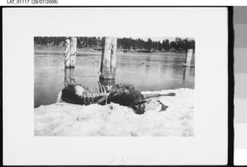 Deer carcass in snow at Vermejo Ranch